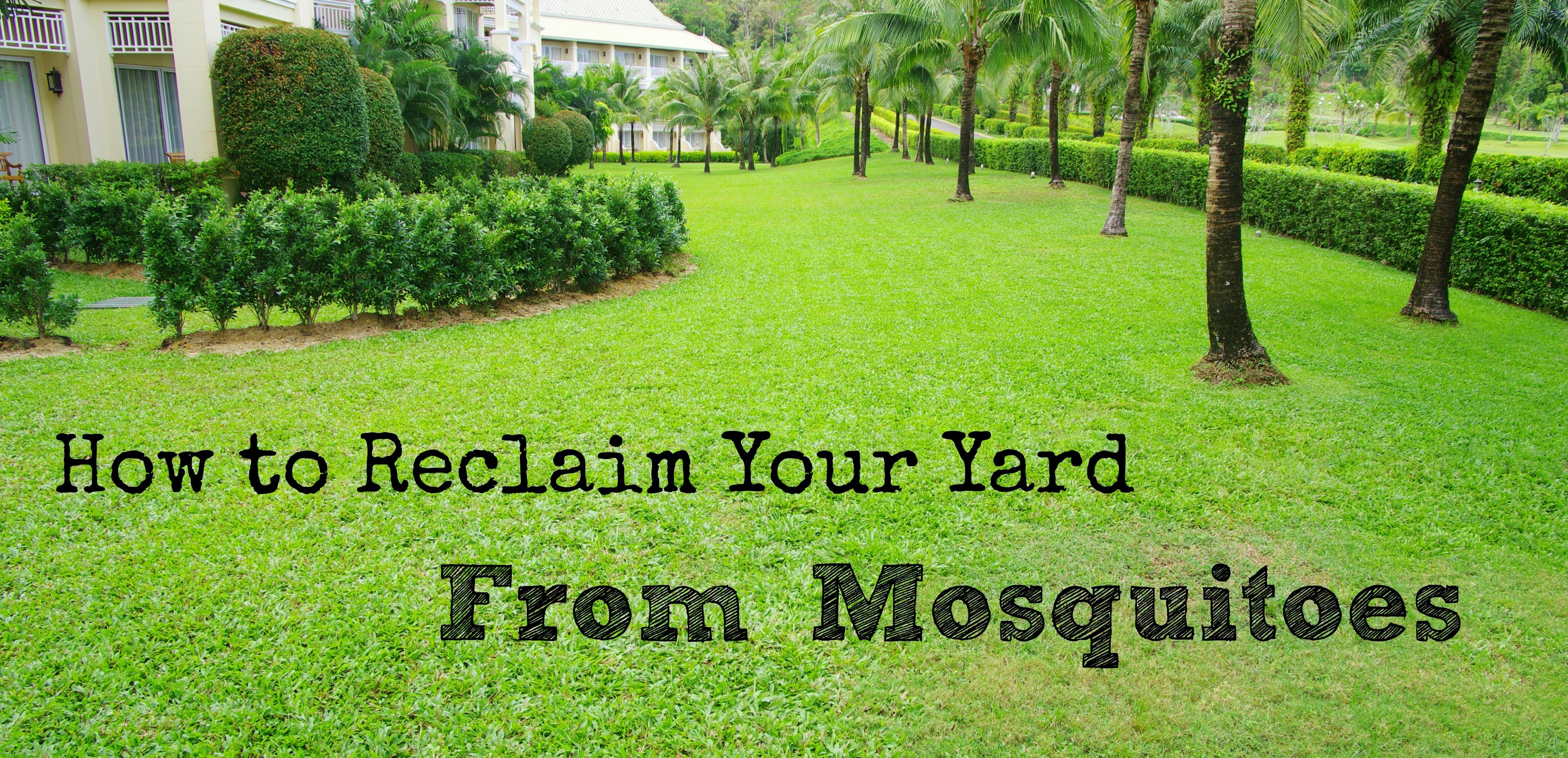How to Reclaim Your Yard from Mosquitoes