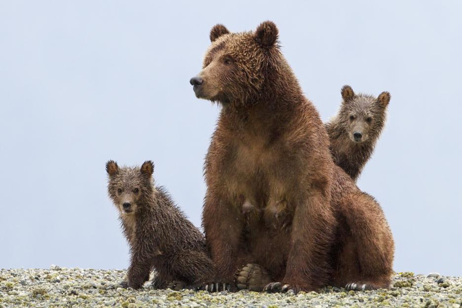 DisneyNature&rsquo;s BEARS Opens April 18 #MeettheCubs #DisneyNatureBEARS