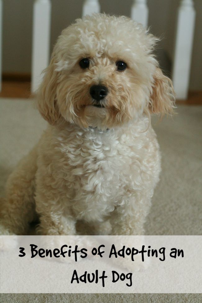 3 Benefits of Adopting an Adult Dog