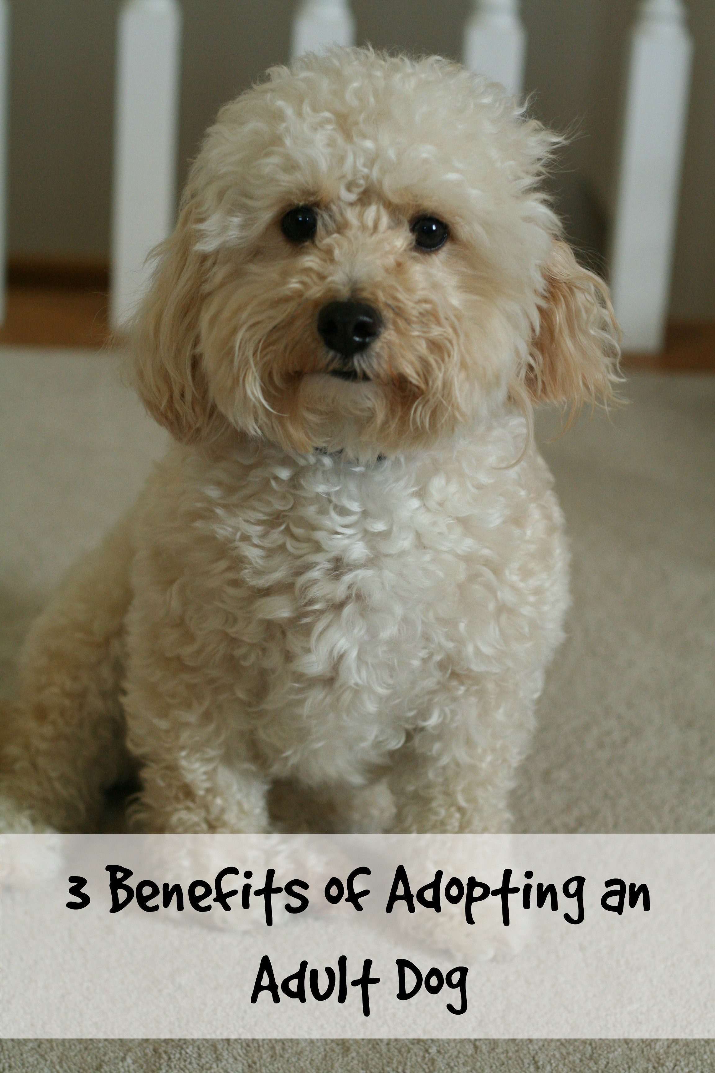 3 Benefits of Adopting an Adult Dog