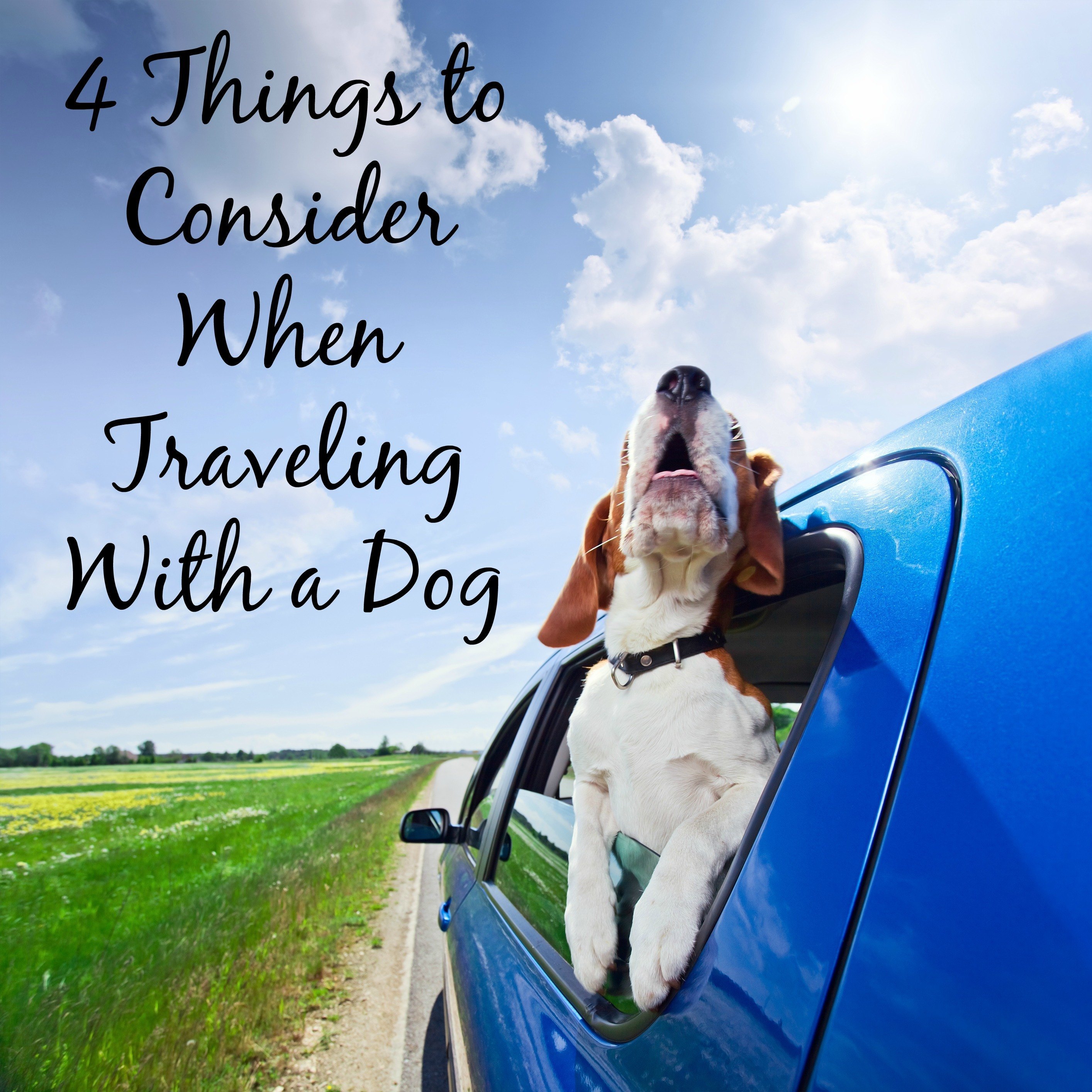 Traveling with a Dog