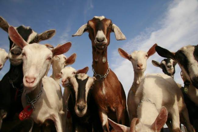 LaClare Farm Goats