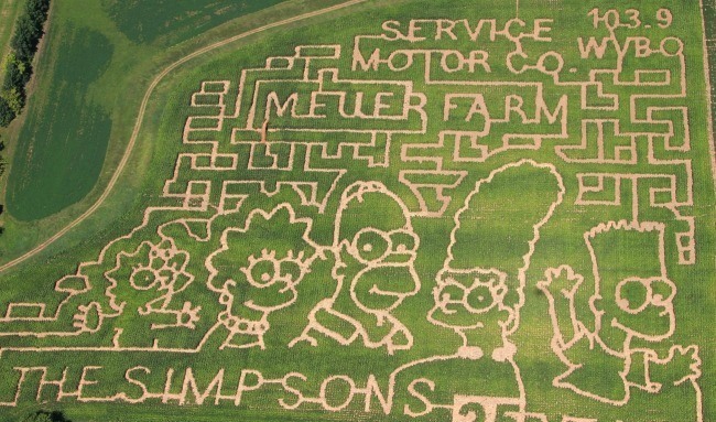 Meuer Simpsons Cornmaze