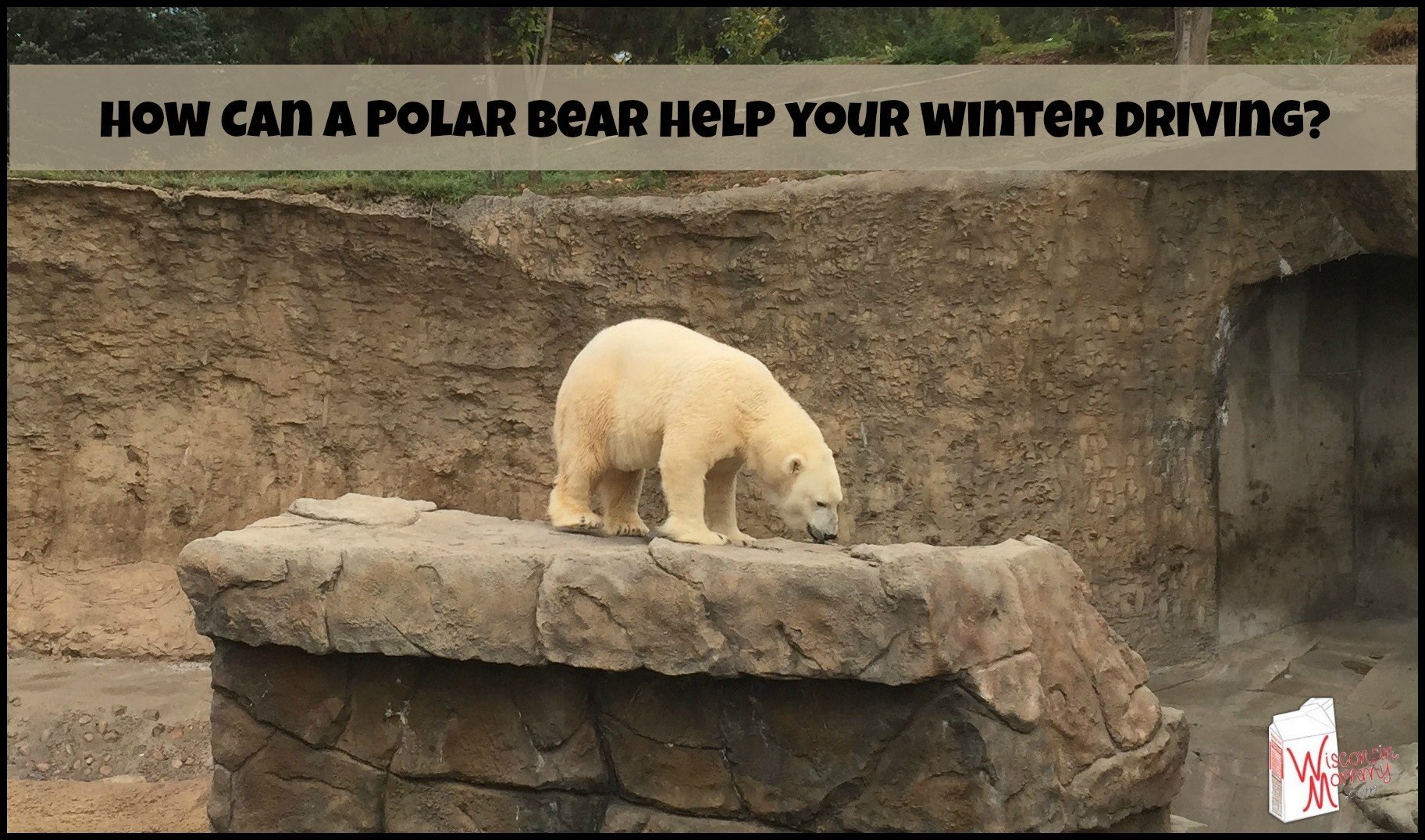 How Can a Polar Bear Help Your Winter Driving?