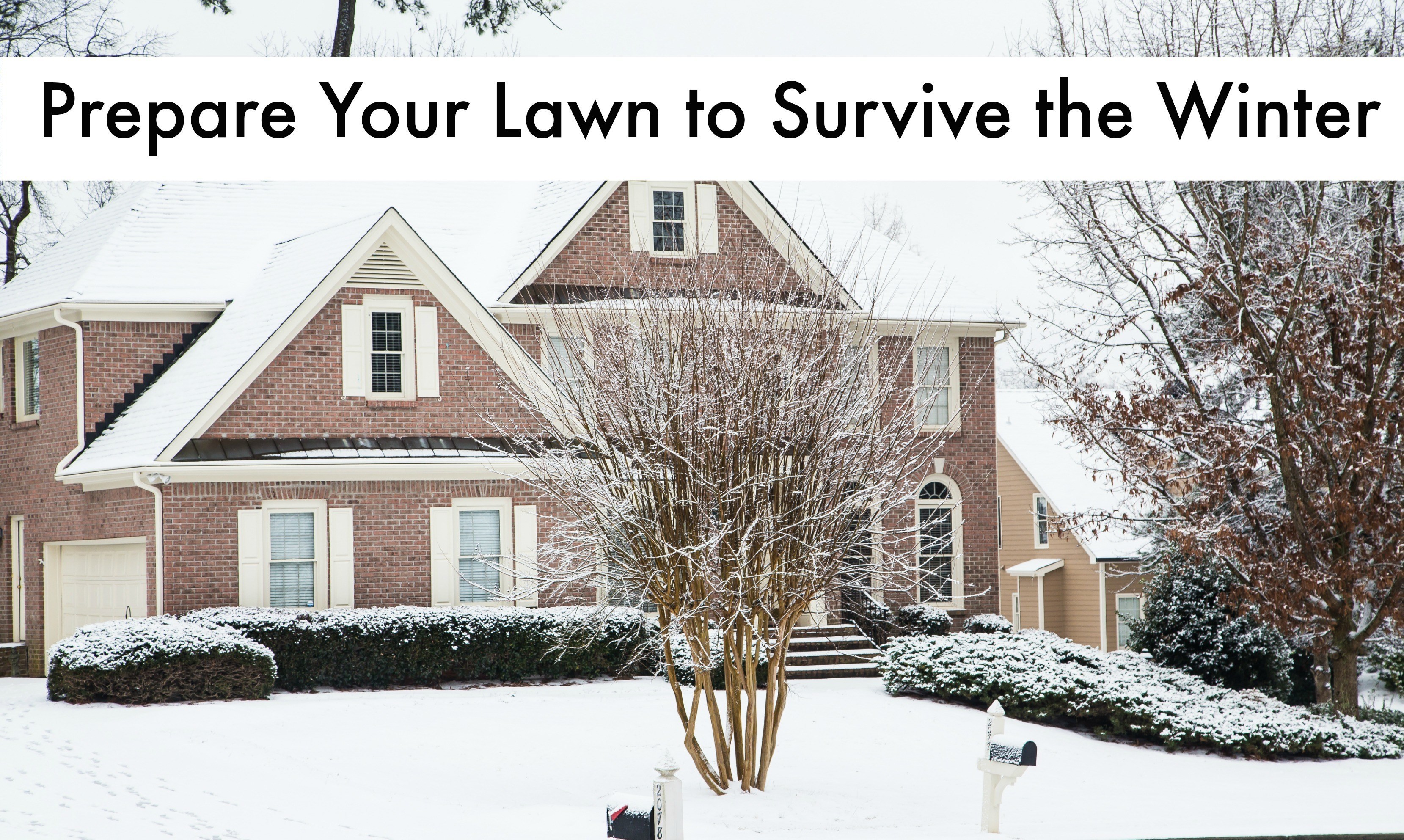Winter Lawn Care: What You Need to Know from TruGreen