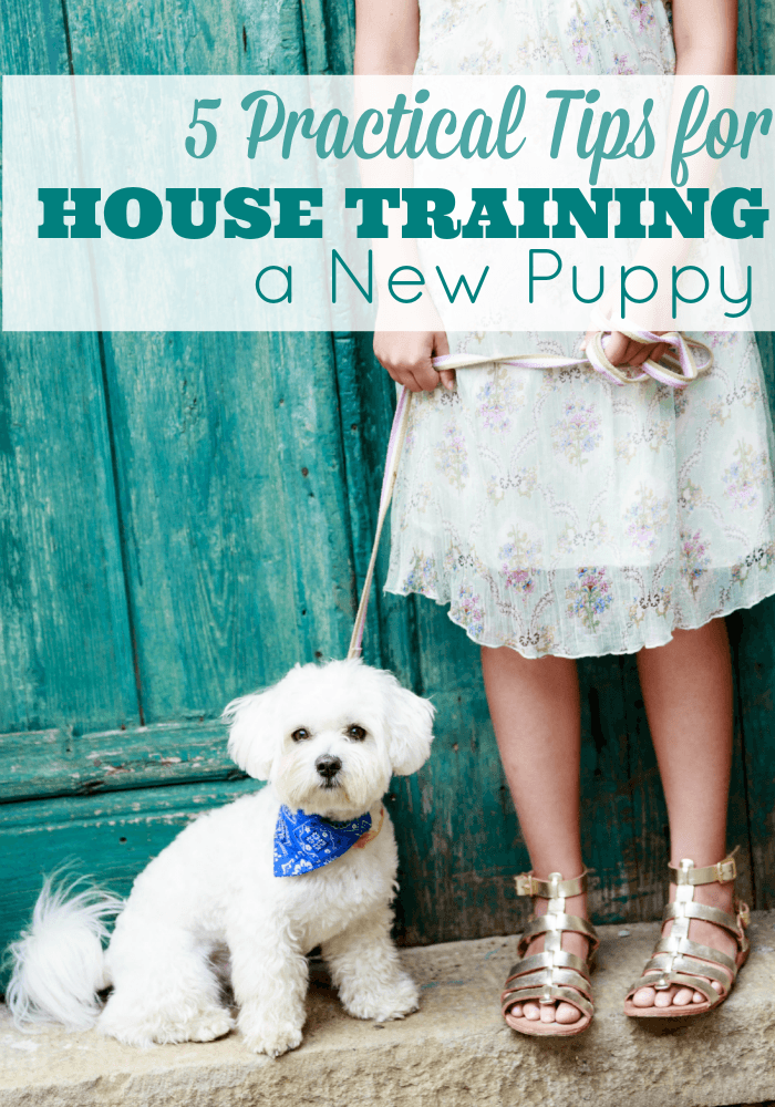 5 Practical Tips to House Train a New Puppy