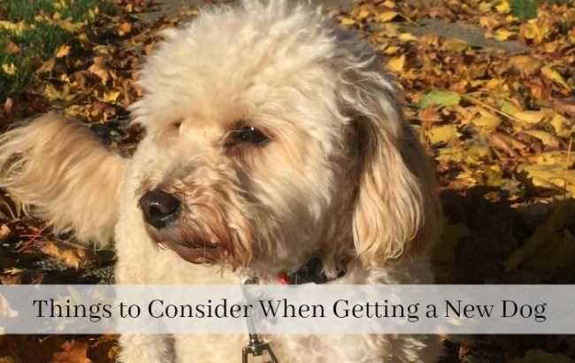 getting new dog