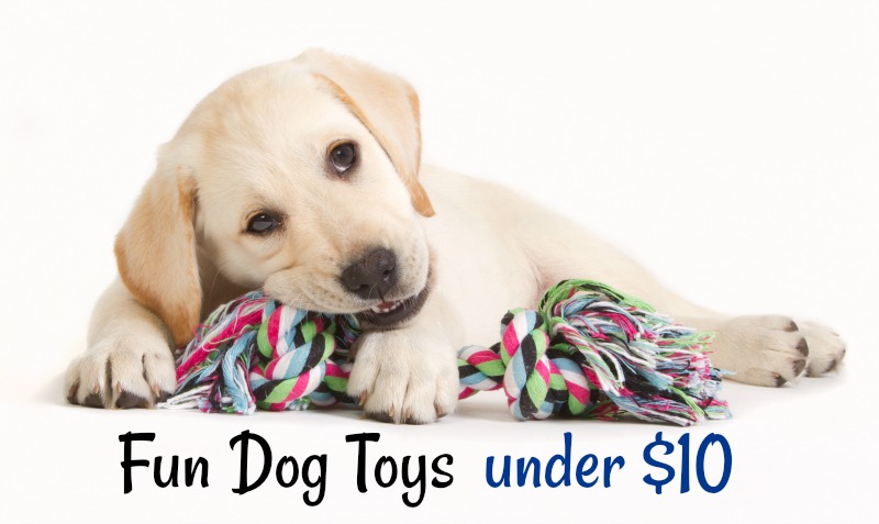 Ten Fun Dog Toys Under $10