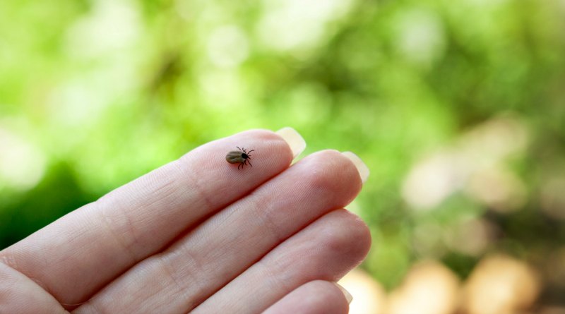common tick on finger