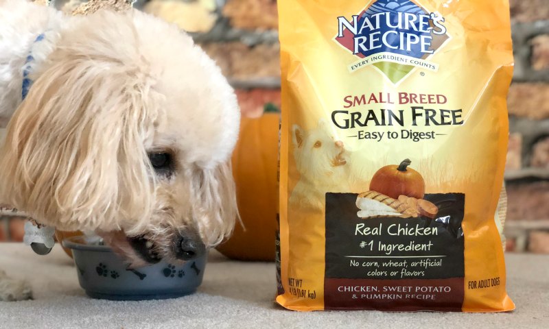 Fun Fall Things to Do with Your Dog