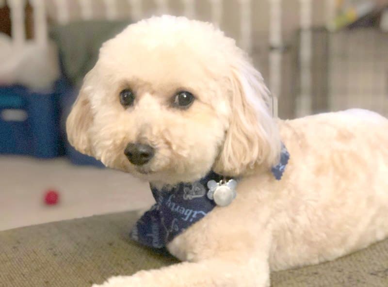 benefits of owning a pet