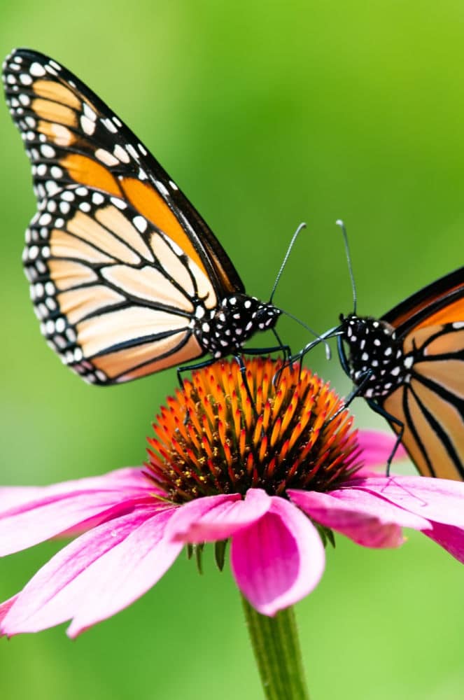 monarch butterfly on plant