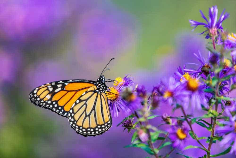 monarch butterfly on purple plant