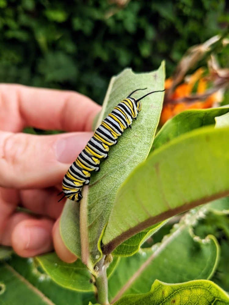 monarch caterpillar on leaf