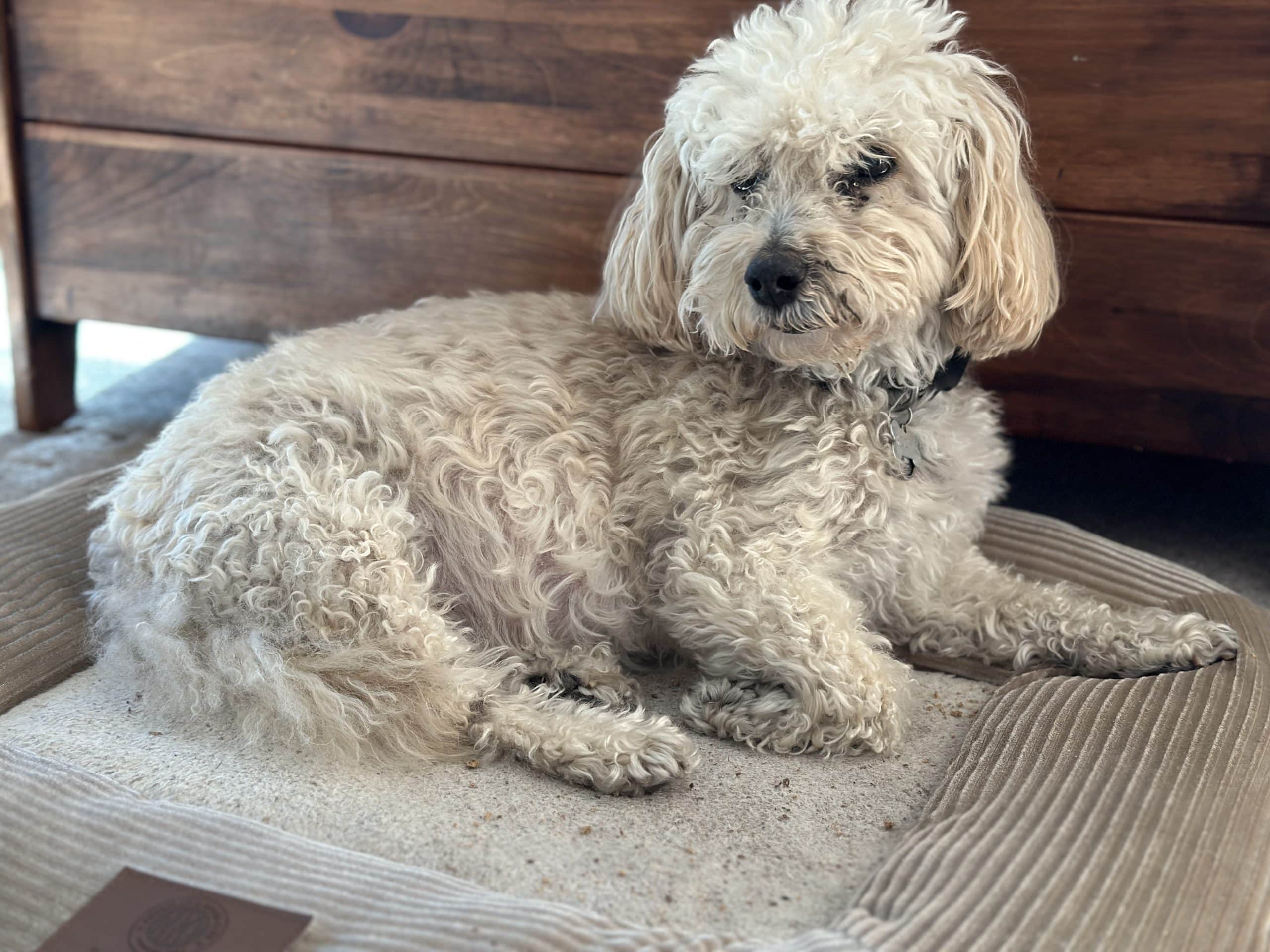 The Best Air Purifier For Pet Owners